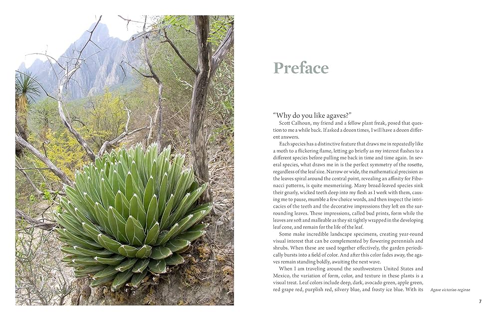 趣味・スポーツ・実用 Agaves: Living Sculptures for Landscapes Amazon | Agaves: Living Sculptures for Landscapes and